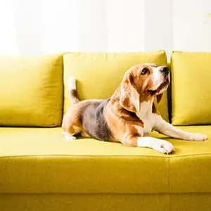 ペットのいるルームシーン